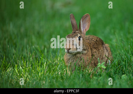 Eastern Cottontail rabbit foraging in spring grass. Stock Photo