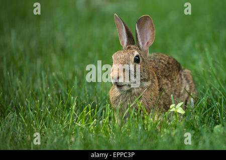 Eastern Cottontail rabbit foraging in spring grass. Stock Photo