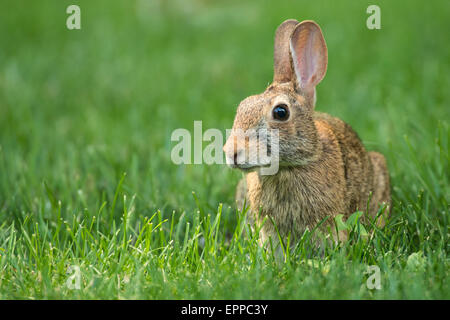 Eastern Cottontail rabbit foraging in spring grass. Stock Photo