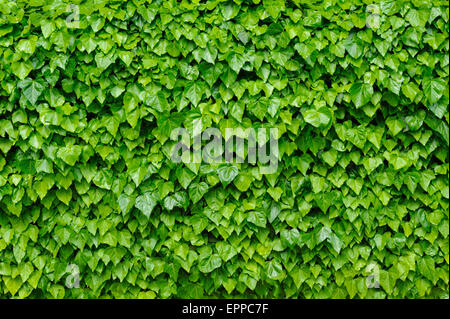 Green ivy background Stock Photo