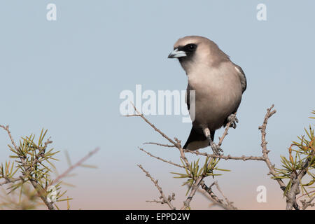 Black-faced Woodswallow (Artamus cinereus) Stock Photo