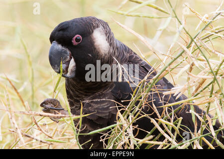 Carnaby's Black Cockatoo (Calyptorhynchus latirostris) Stock Photo