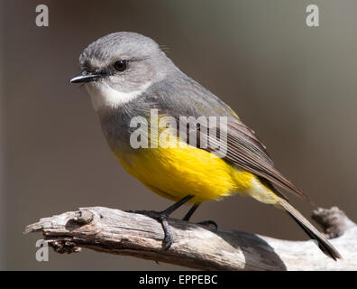 Western Yellow Robin (Eopsaltria griseogularis) Stock Photo