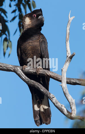 Carnaby's Black Cockatoo (Calyptorhynchus latirostris) Stock Photo