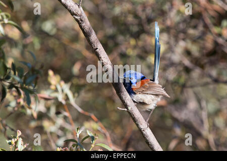 Blue-breasted Fairywren (Malurus pulcherrimus) Stock Photo