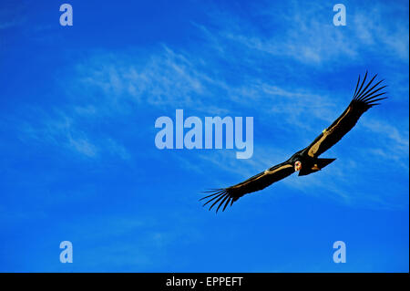 A California Condor (Gymnogyps californianus) soaring over the Grand Canyon NP in blue sky on 2/24/2009. Stock Photo