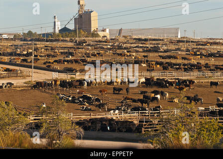 Cattle Feed lot in Ingalls Kansas Stock Photo