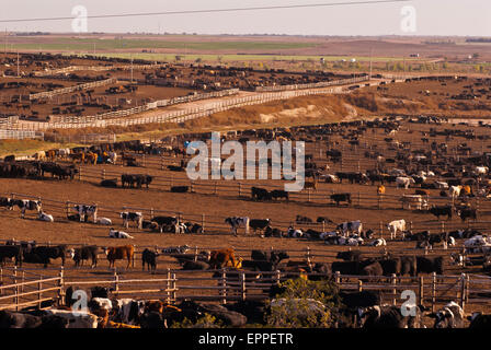 Cattle Feed lot in Ingalls Kansas Stock Photo