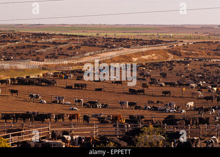 Cattle Feed lot in Ingalls Kansas Stock Photo