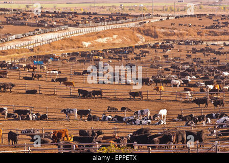 Cattle Feed lot in Ingalls Kansas Stock Photo