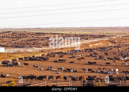 Cattle Feed lot in Ingalls Kansas Stock Photo