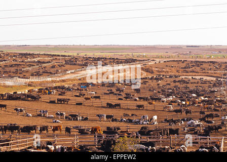 Cattle Feed lot in Ingalls Kansas Stock Photo