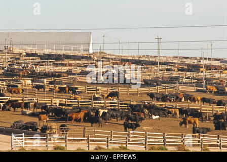 Cattle Feed lot in Ingalls Kansas Stock Photo