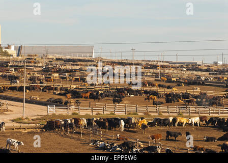 Cattle Feed lot in Ingalls Kansas Stock Photo