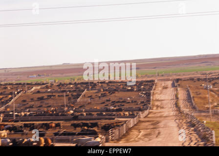 Cattle Feed lot in Ingalls Kansas Stock Photo