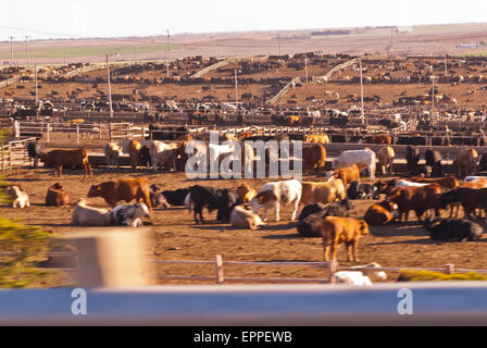 Cattle Feed lot in Ingalls Kansas Stock Photo