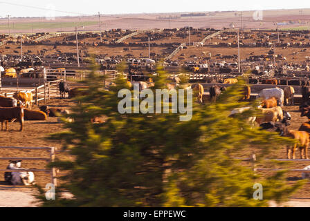 Cattle Feed lot in Ingalls Kansas Stock Photo