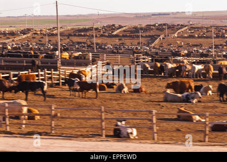 Cattle Feed lot in Ingalls Kansas Stock Photo