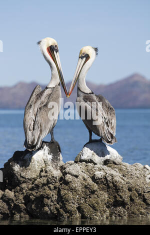 Brown Pelicans (Pelecanus occidentalis) on Isla Pitahaya, Sea of Cortez, Baja California, Mexico. Stock Photo