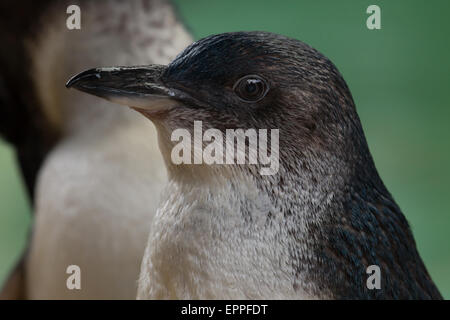 Little Blue / Fairy Penguin (Eudyptula Minor) Adult With Almost Fully ...