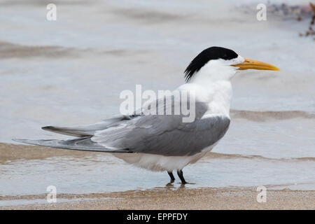 Greater Crested Tern (Thalasseus bergii) standing at the water's edge on a beach Stock Photo