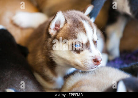 Four Week old Husky puppies in a kennel