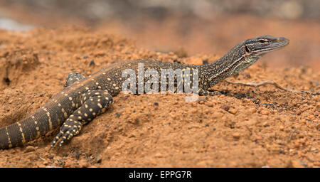 Sand Goanna (Varanus gouldii) Stock Photo