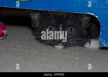 Busted!  A young foster kitten peeking out from under a box where he is hiding. Stock Photo