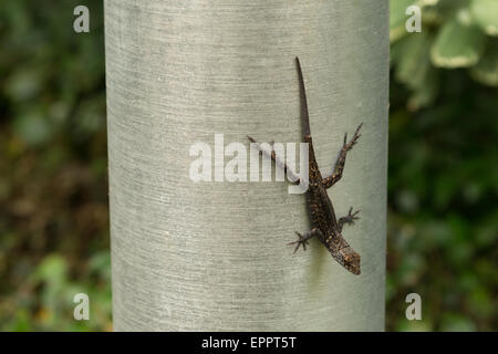 A photograph of a brown anole lizard resting on a metal pole in New Orleans, Louisiana. Stock Photo