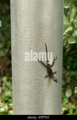 A photograph of a brown anole lizard resting on a metal pole in New Orleans, Louisiana. Stock Photo