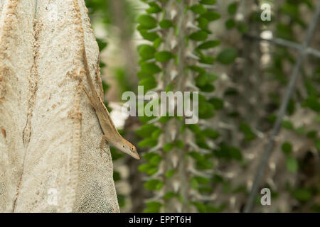 A photograph of a brown anole lizard resting on a tree trunk in New Orleans, Louisiana. Stock Photo