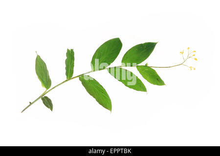 Globba pendula Zingiberaceae Stock Photo