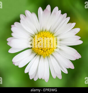 Spring flower Daisy extreme macro shot Stock Photo
