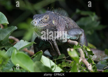 female Green Iguana (Iguana iguana) Stock Photo