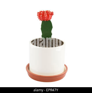 cactus in flower-pot isolated over white Stock Photo