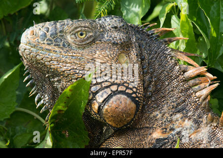 headshot of a male Green Iguana (Iguana iguana) Stock Photo