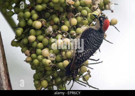 Black-cheeked Woodpecker (Melanerpes pucherani) feeding on palm fruits Stock Photo