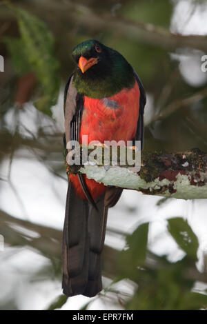 male Slaty-tailed Trogon (Trogon massena) Stock Photo