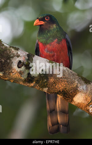 male Slaty-tailed Trogon (Trogon massena) Stock Photo