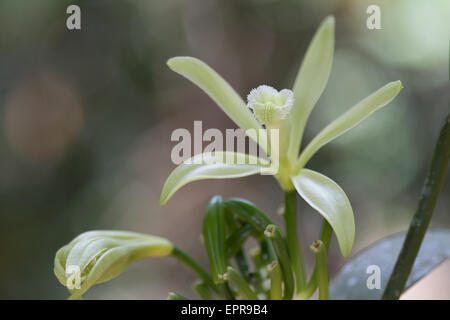 Flat-leaved Vanilla (Vanilla planifolia) flower Stock Photo