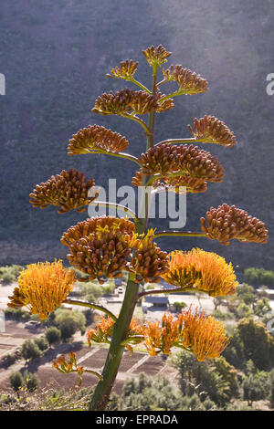 A Century Plant (Agave americana) blooms in the Sierra de Giganta, Baja California, Mexico. Stock Photo