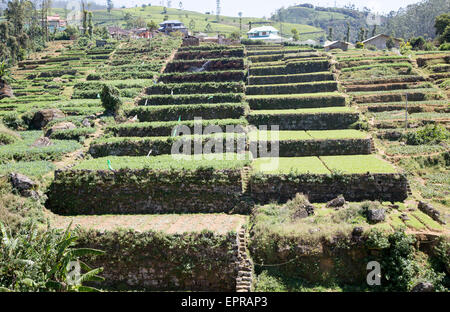 Intensive subsistence terraced farming near Nuwara Eliya, Central Province, Sri Lanka, Asia Stock Photo