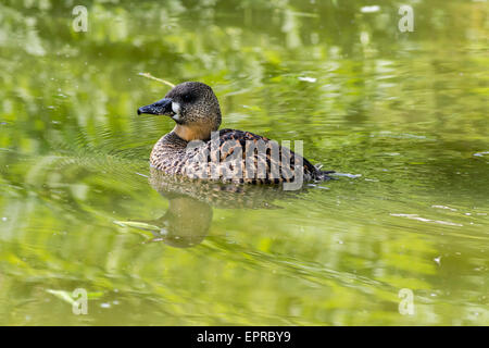 White backed Duck (Thalassornis leuconotus) on the water Stock Photo