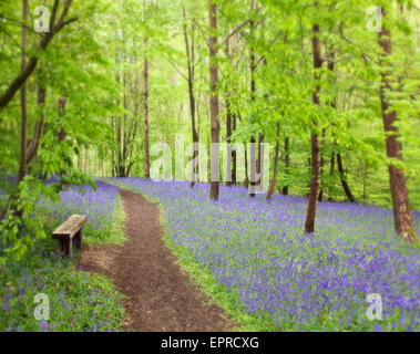 Bluebell woods, Hole Park, Kent. Stock Photo