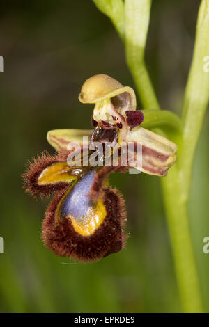 Mirror Orchid - Ophrys Speculum Stock Photo - Alamy