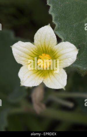 Cretan Bryony (Bryonia cretica) flower Stock Photo