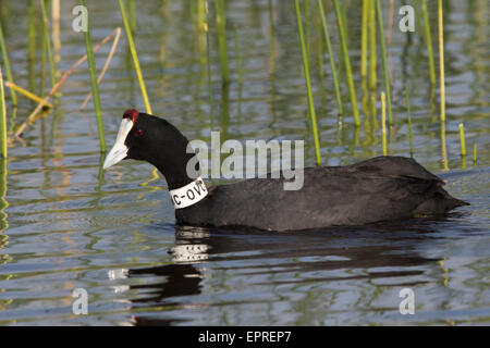 Red-knobbed Coot (Fulica cristata) with a neck collar (Donana re-introduction scheme) Stock Photo