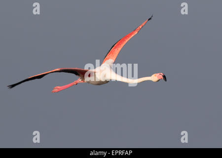 Greater Flamingo (Phoenicopterus ruber) in flight Stock Photo
