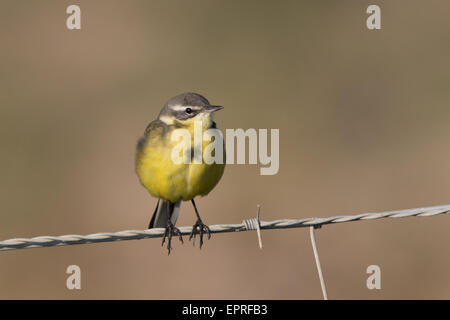 Yellow Wagtail (Motacilla flava) on a barbed wire fence Stock Photo