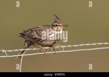 Crested Lark (Galerida cristata) on a barbed wire fence